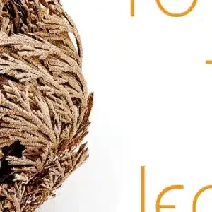 Ρόδο ιεριχούς