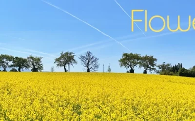 Τι φυτεύω τον Μάιο