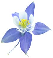 ti fyteyo ton ioynio τι φυτεύουμε τον ιούνιο