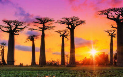 Baobab Δέντρο – Adansonia digitata