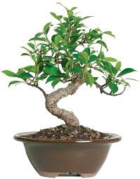 bonsai, μπονσαι