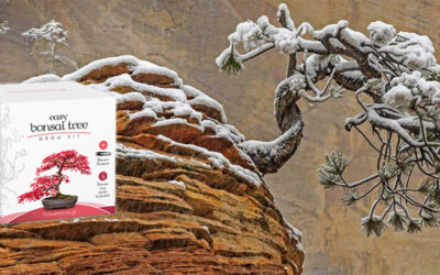 Bonsai Kit Growing Instructions