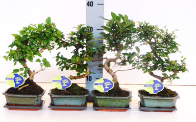 Όλα για τα Bonsai!