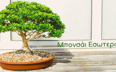 Μπονσάι Εσωτερικού Χώρου