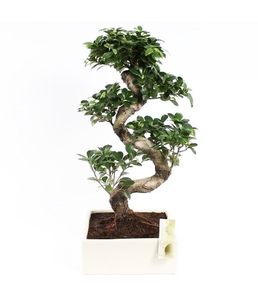 bonsai αγορά