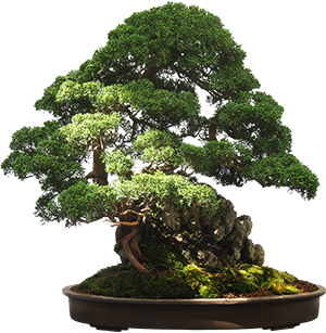 bonsai αγορα