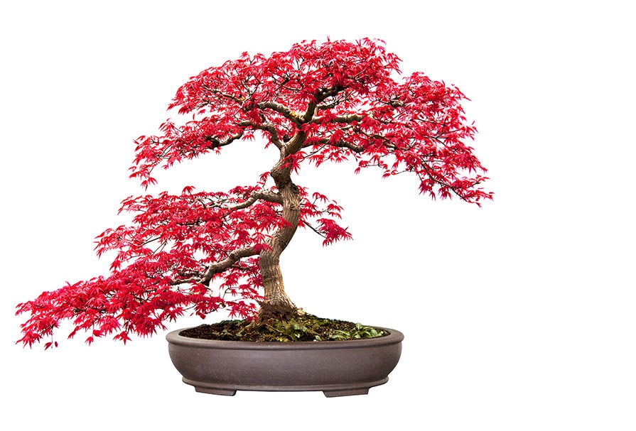 μπονσαι, bonsai