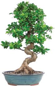 μπονσαι, bonsai