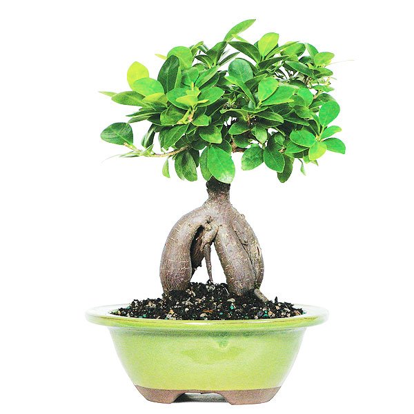 bonsai αγορα