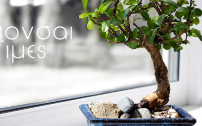 Μπονσαι Τιμή, Τι τιμές έχουν τα μπονσάι?