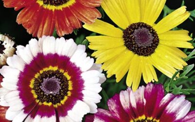 Χρυσάνθεμο Οδηγίες Καλλιέργειας Σπόρων