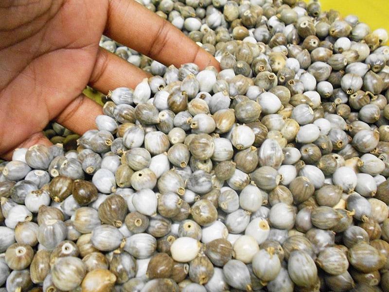 το δάκρυ της παναγιάς