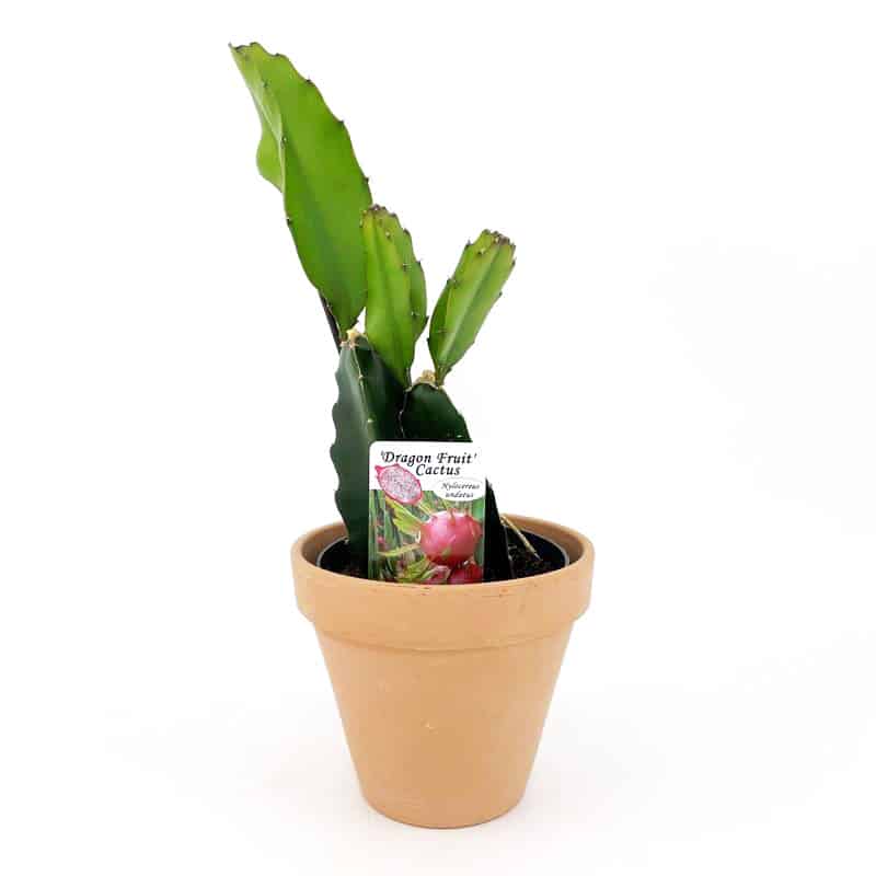 Φρούτο του δράκου