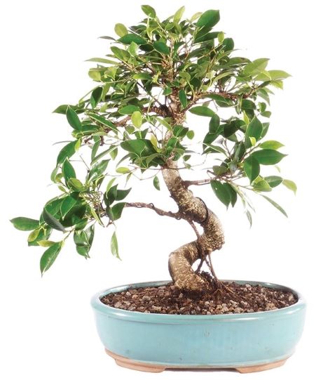 Mπονσαι εσωτερικού χώρου