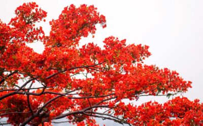 Δέντρο της φωτιάς ή φλογόδεντρο