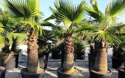 Φοίνικας (Palm tree) – Οδηγίες Καλλιέργειας / Βλάστησης