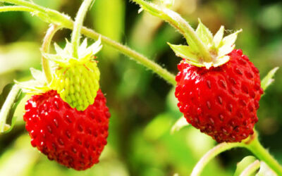 Φράουλα Οδηγίες Καλλιέργειας Σπόρων