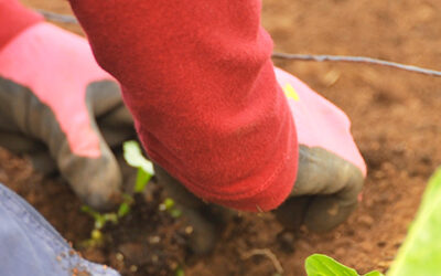 Φύτευση & Φροντίδα Βολβών Φθινοπώρου