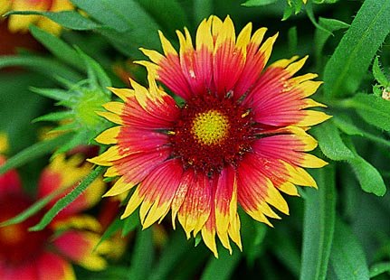 καλλωπιστικά Απρίλιος καλλιέργεια