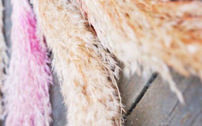 Γυνέριο Φυτό – Οδηγίες Καλλιέργειας