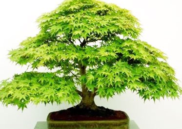 Μπονσάι τιμή, μπονσάι αγορά