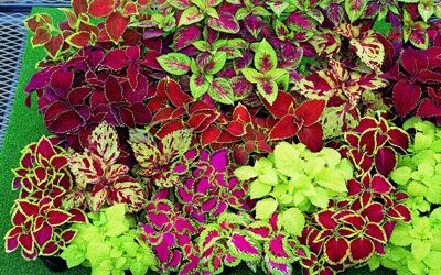 Κολεός Οδηγίες Καλλιέργειας Σπόρων