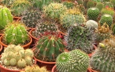 Κάκτος Οδηγίες Καλλιέργειας Σπόρων