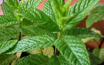 Μέντα Οδηγίες Καλλιέργειας Σπόρων