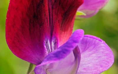 Μοσχομπίζελο Οδηγίες Καλλιέργειας Σπόρων