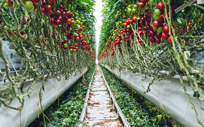 Γιατί μαυρίζουν οι ντομάτες μου;