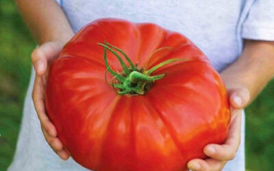Ντομάτα Οδηγίες Καλλιέργειας Σπόρων