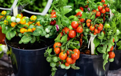 Τύποι Ντομάτας / Καλλιέργεια Ντομάτας + Προσφορές