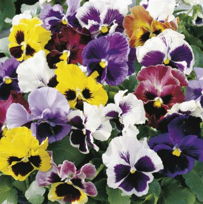 τι φυτεύω το καλοκαίρι πανσένδες