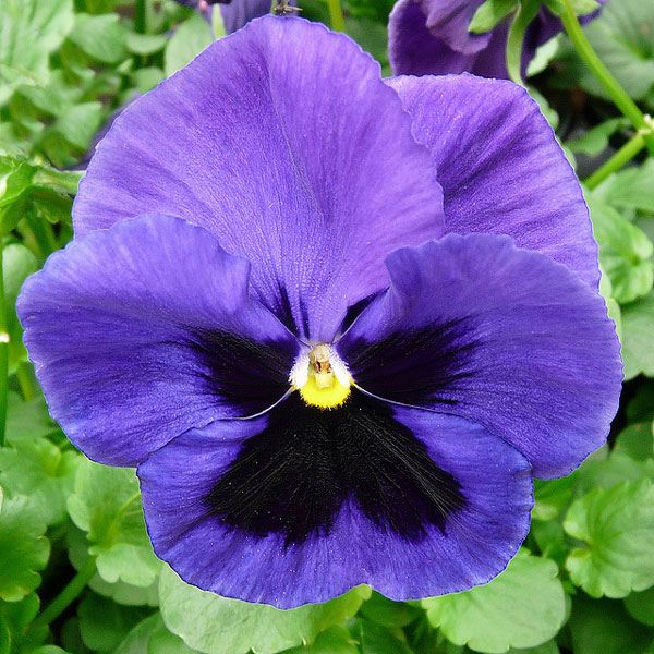 τι φυτεύω το καλοκαίρι