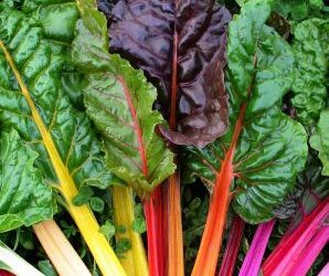 Σέσκουλο Πολύχρωμο/Rainbow Chards Οδηγίες Καλλιέργειας Σπόρων