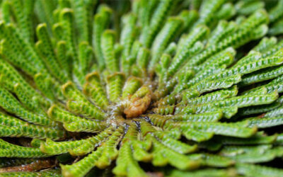 Ρόδο Ιεριχούς – Μαγικά Λόγια (Προσευχή)