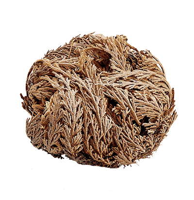 το ροδο της ιεριχους