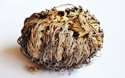 Ρόδο της Ιεριχούς / Ρόδο της Παναγιάς 2021