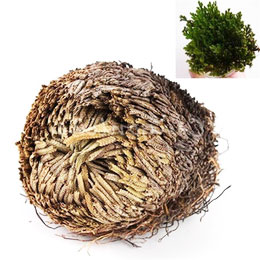 το ροδο της ιεριχους