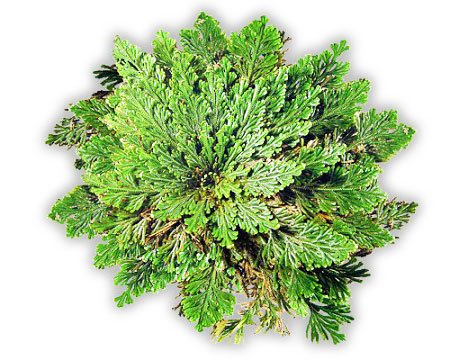 το ροδο της ιεριχους