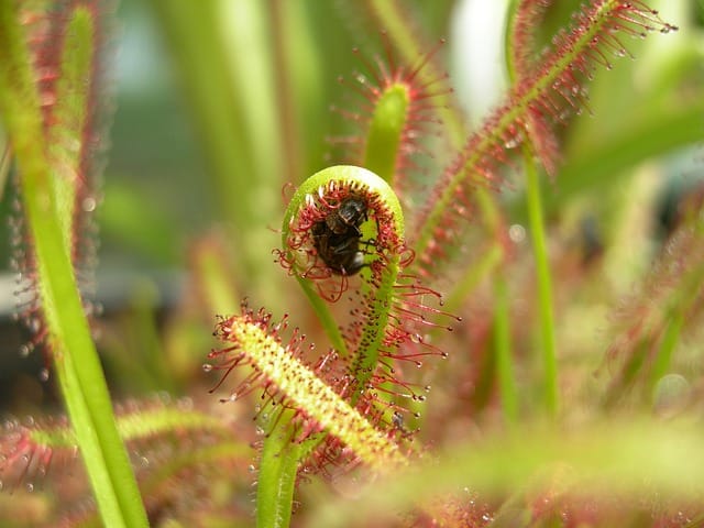 σαρκοφάγα φυτά δροσέρα, drosera