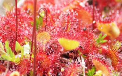Σαρκοφάγα φυτά: Ο συναρπαστικός κόσμος των αρπακτικών φυτών