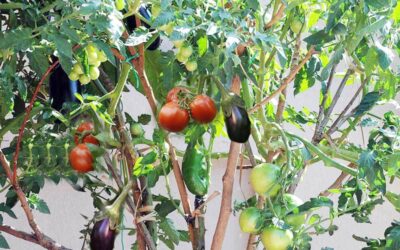 Οδηγιες βλάστησης / Καλλιέργειας σολανο δεντρου