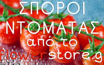 Σπόροι Ντομάτας Από το Flowerstore.gr