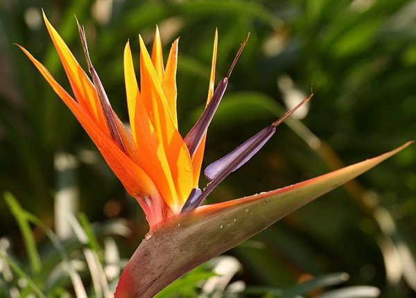 τι φυτεύω το καλοκαίρι