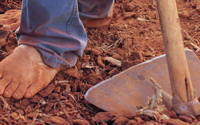 Τι φυτεύω τον Νοέμβριο