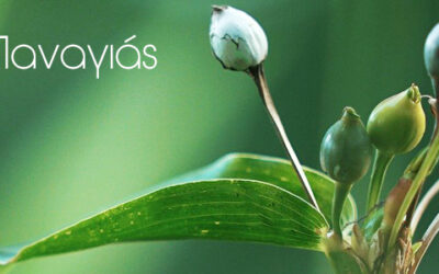 Το Δάκρυ της Παναγίας – Τι είναι και πως Χρησιμοποιείται?