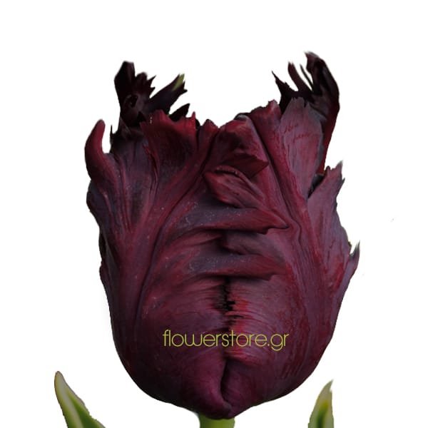 Τι φυτεύω τον Νοέμβριο