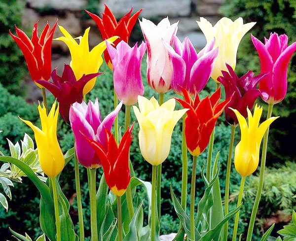 Τι φυτεύουμε τον Οκτώβριο