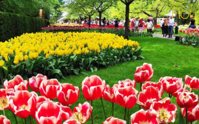 Όλα για τις τουλίπες! Οι πιο υπέροχοι φθινοπωρινοί βολβοί